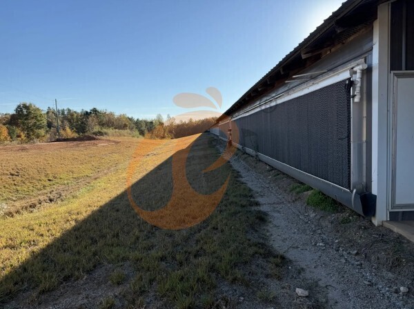 broiler poultry farm 6