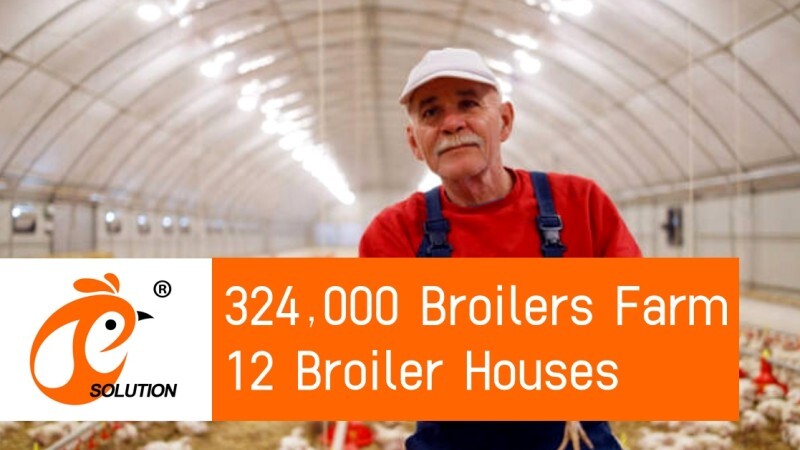 America 324,000 Broiler Poultry Farm, 12 Broiler Houses, Broiler Deep Litter System