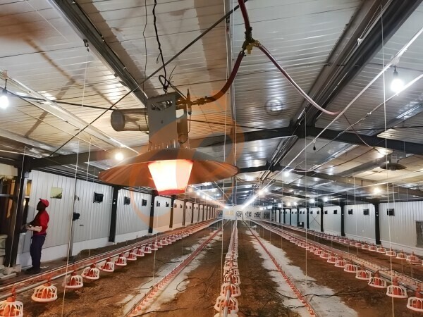 Poultry heater 2 Poultry heater 2