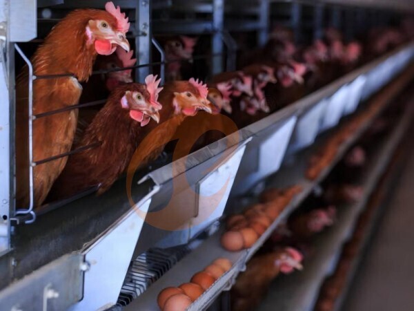 How To Calculate ROI For Large H Type Chicken Cage Farms?