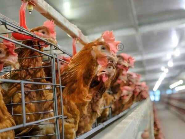 The 2026 Guide To Poultry Farm Automation In Nigeria
