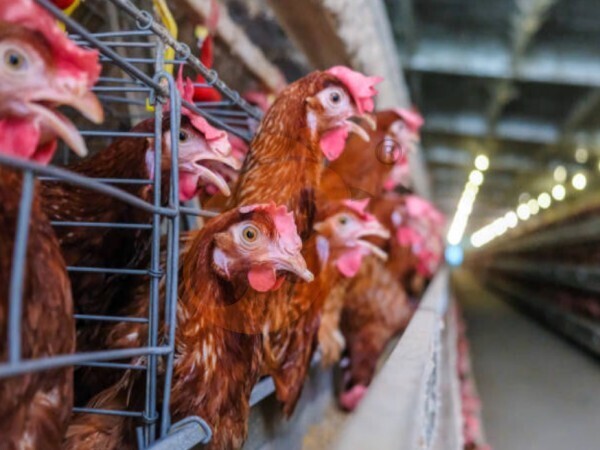 How Do Optimized H Type Layer Chicken Cage System Reduce Feed Wastage?