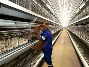 Multi-Tier Vs Single-Tier Battery Cage For Layers | Which Improves Output?