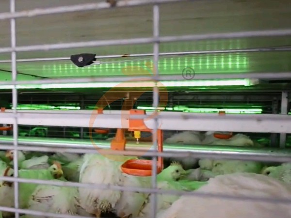 broiler battery cage (1)