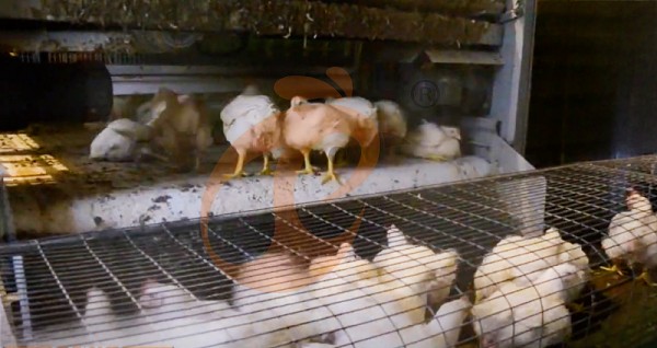 broiler battery cage (20)