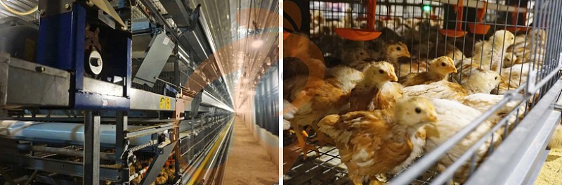 Asia poultry farm chicken cage (3).png