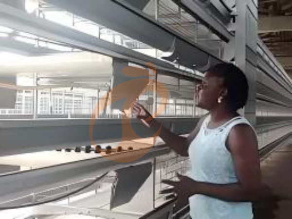 How To Upgrade A Traditional Farm With An A-Type Chicken Cage System In Ethiopia? 6 Cost-Effective Steps