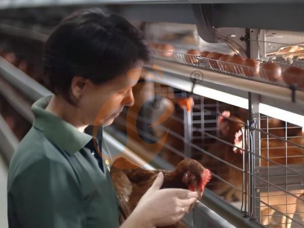 What Is The Total Cost Of H Type Layer Chicken Cage Systems?