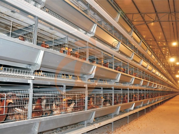 H A chicken battery cage for layers in poultry farm (19) H A chicken battery cage for layers in poultry farm (19)