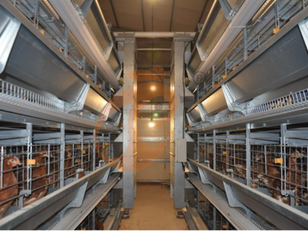 Ethiopian Poultry Cage Factory Price Vs Trader Price: 5 Cost Differences Compared