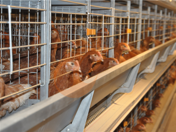 What Is The Ethiopian Poultry Cage Price Per Set? 4 Common Configurations Compared