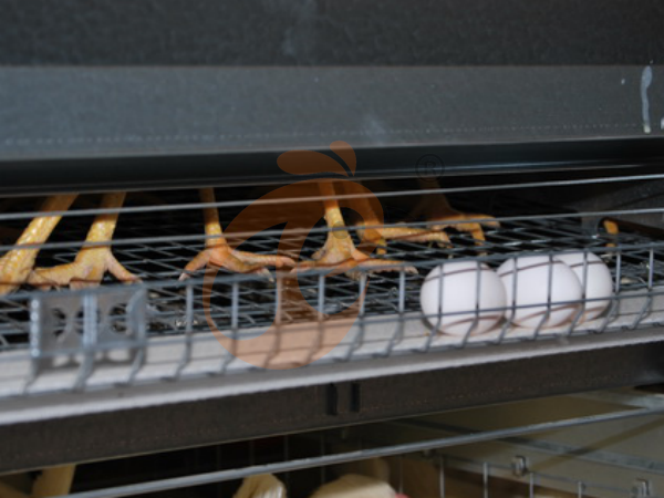 Key Advantages Of Automatic Ethiopian H-Type Chicken Cages