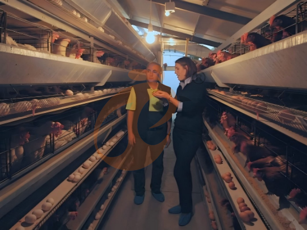 H A chicken battery cage for layers in poultry farm (29)