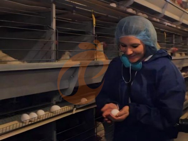 Automatic Vs Semi-Automatic Ethiopian H Type Chicken Cages: Which To Choose?