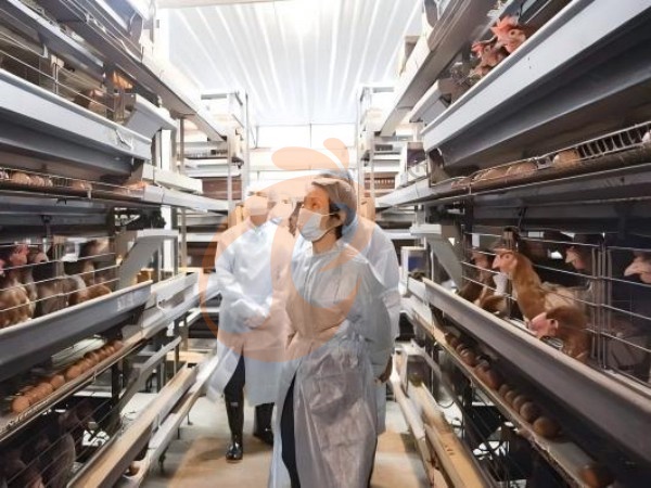 Ethiopian H Type Chicken Cages Vs Cage-Free Poultry Systems: Which Is More Profitable?