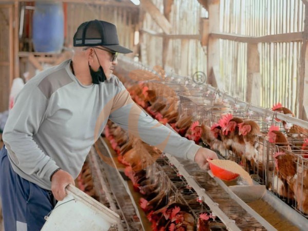 Certified Chicken Layer Cage Design | ISO & CE Approved