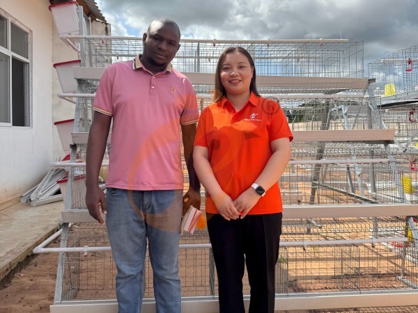 A Type Poultry Cage Vs Floor Rearing System For Ethiopian Farms: 5 Performance Comparisons