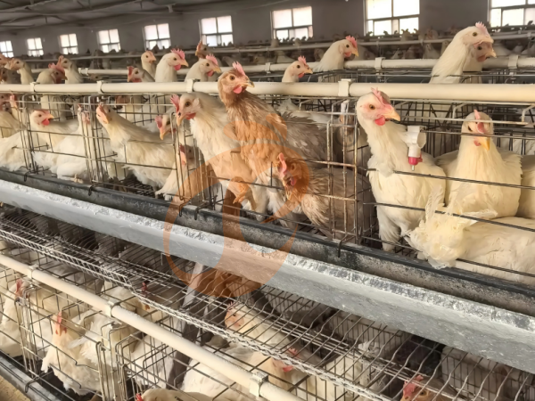 What Is The Best Layout For An A Type Chicken Cage System In Ethiopia? 5 Space-Optimized Designs