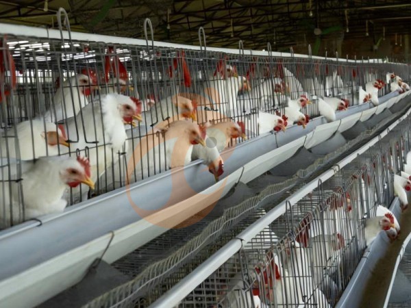 What Is The Daily Management Process For An A-Type Poultry Cage System In Ethiopia? 7 Key Steps