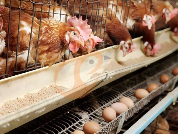 How To Get An Accurate Ethiopian Poultry Cage Quotation? 7 Buyer-Ready Steps