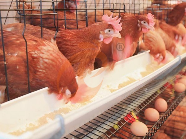 How To Reduce Labor Cost Using An A Type Automatic Poultry Cage System? 4 Smart Ways
