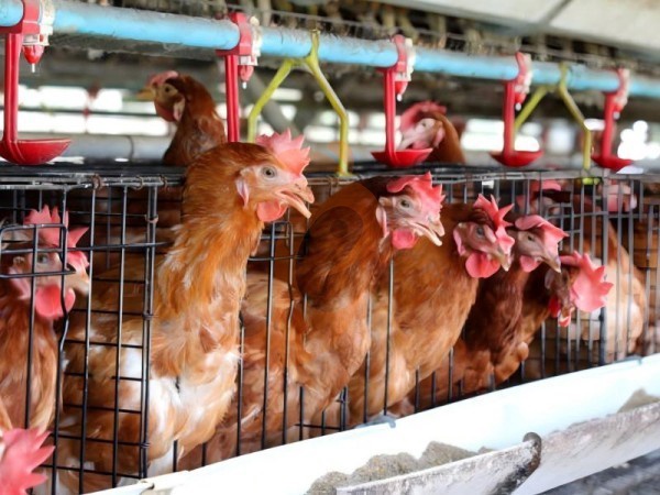 How To Install An A-Type Chicken Cage In Ethiopia? 7 Simple Farm-Ready Steps