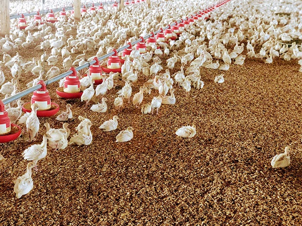 Deep Litter Poultry System Price | 5 Key Cost Factors