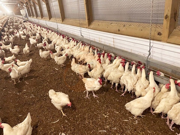 Free Range Poultry System Feeding Strategy | 5 Practical Methods