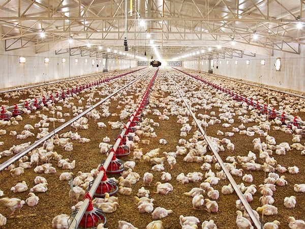 Free Range Poultry House Design | 5 Practical Layout Guidelines
