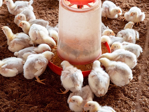 Free Range Poultry System Price | 5 Key Cost Factors Explained