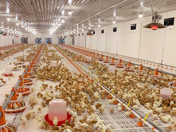 Floor Rearing System Ventilation | 5 Essential Design Guidelines