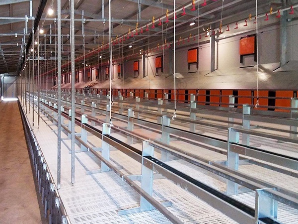 Floor Rearing System Maintenance Cost | 6 Factors Affecting Long-Term Use