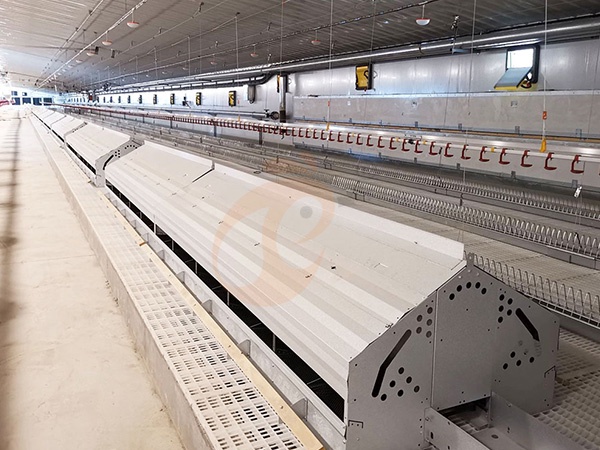 Floor Rearing Poultry System Price | 5 Key Cost Factors Explained