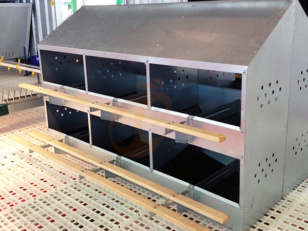 How To Reduce Disease Risk In Floor Rearing System | 6 Proven Methods