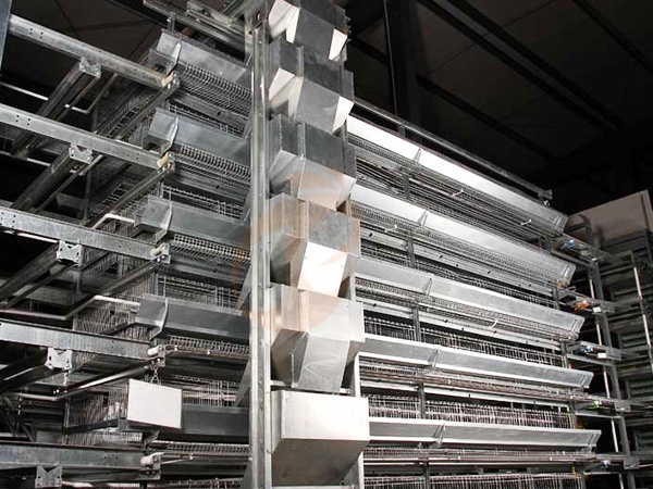 Automatic Poultry Feeding System Buying Guide: Price, Cost Saving & User Hot Searches