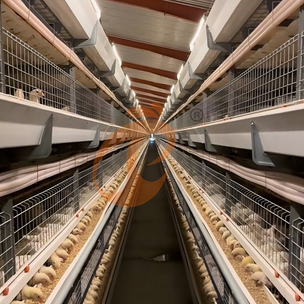 pullet battery cage system1