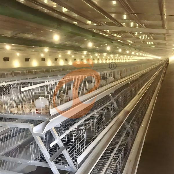 pullet battery cage system5