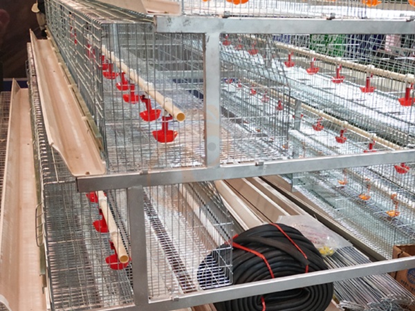 Standard Vs Custom Poultry Equipment Systems | Which Fits Your Farm?