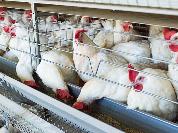 Automatic Vs Manual Broiler Chicken Cage | Price & Efficiency Comparison