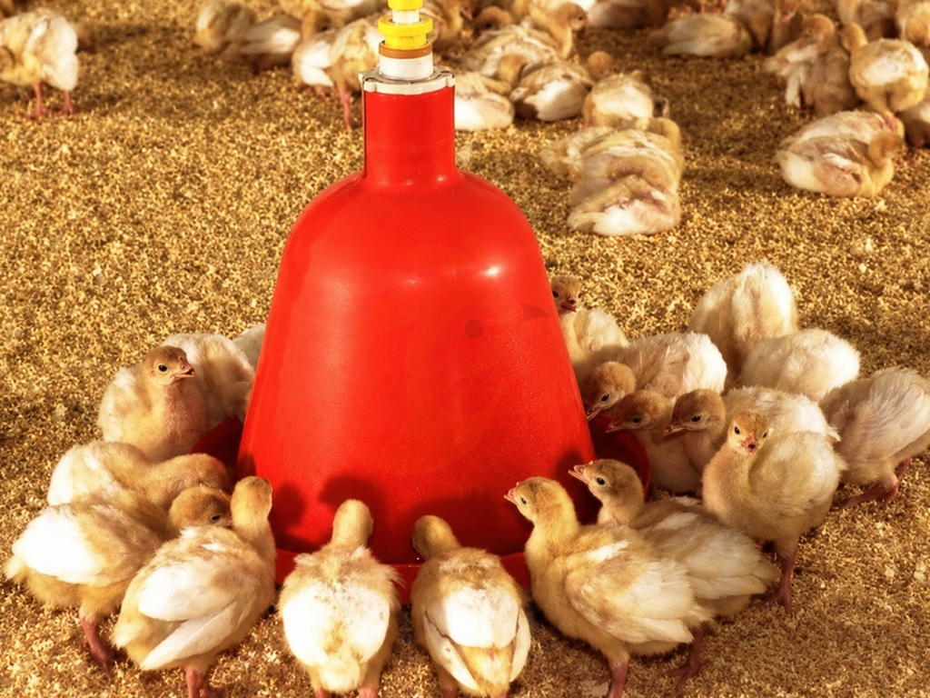 6 Ways To Reduce Noise And Disturbance From Pralson Feeders