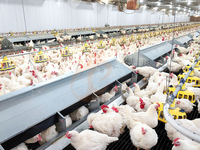 Floor Rearing System Investment Guide | 5 Practical Decision Tips