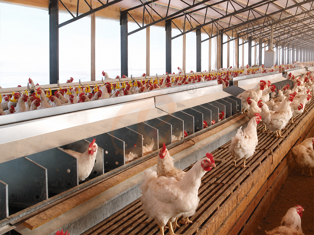 Free Range Poultry System Design Guide | 6 Planning Steps
