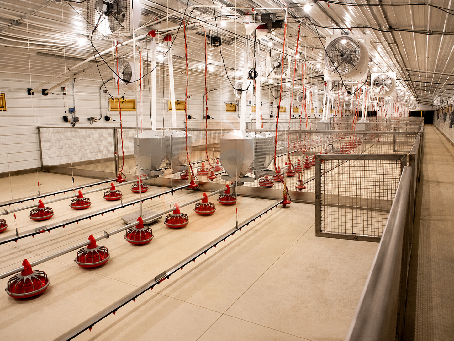 Commercial Poultry Equipment Vs Small Farm Equipment | Which To Choose?