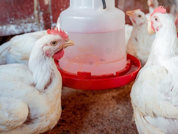 Poultry Equipment ROI | 5 Practical Profit Analysis Tips