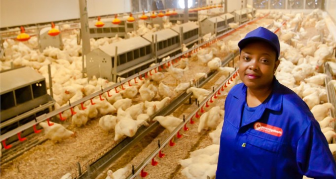 Different of 3 tiers layers and 4 tiers layers cage