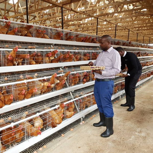 What is nutrients requirement for layers in poultry farm