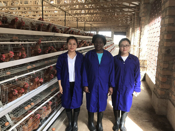 How to clean newly laid eggs