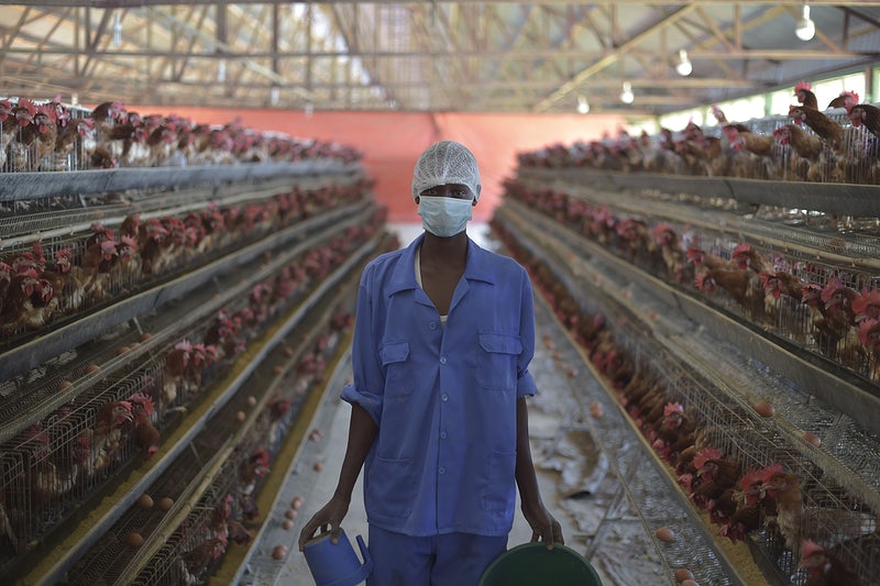 How to accurately observe the temperature rise cycle of the chicken in the battery cage