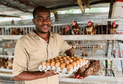 Why you need benefits of battery cage in poultry farm