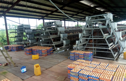How to start a poultry farm with A type automatic chicken cage and equipment in Nigeria